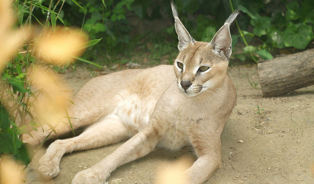 caracal