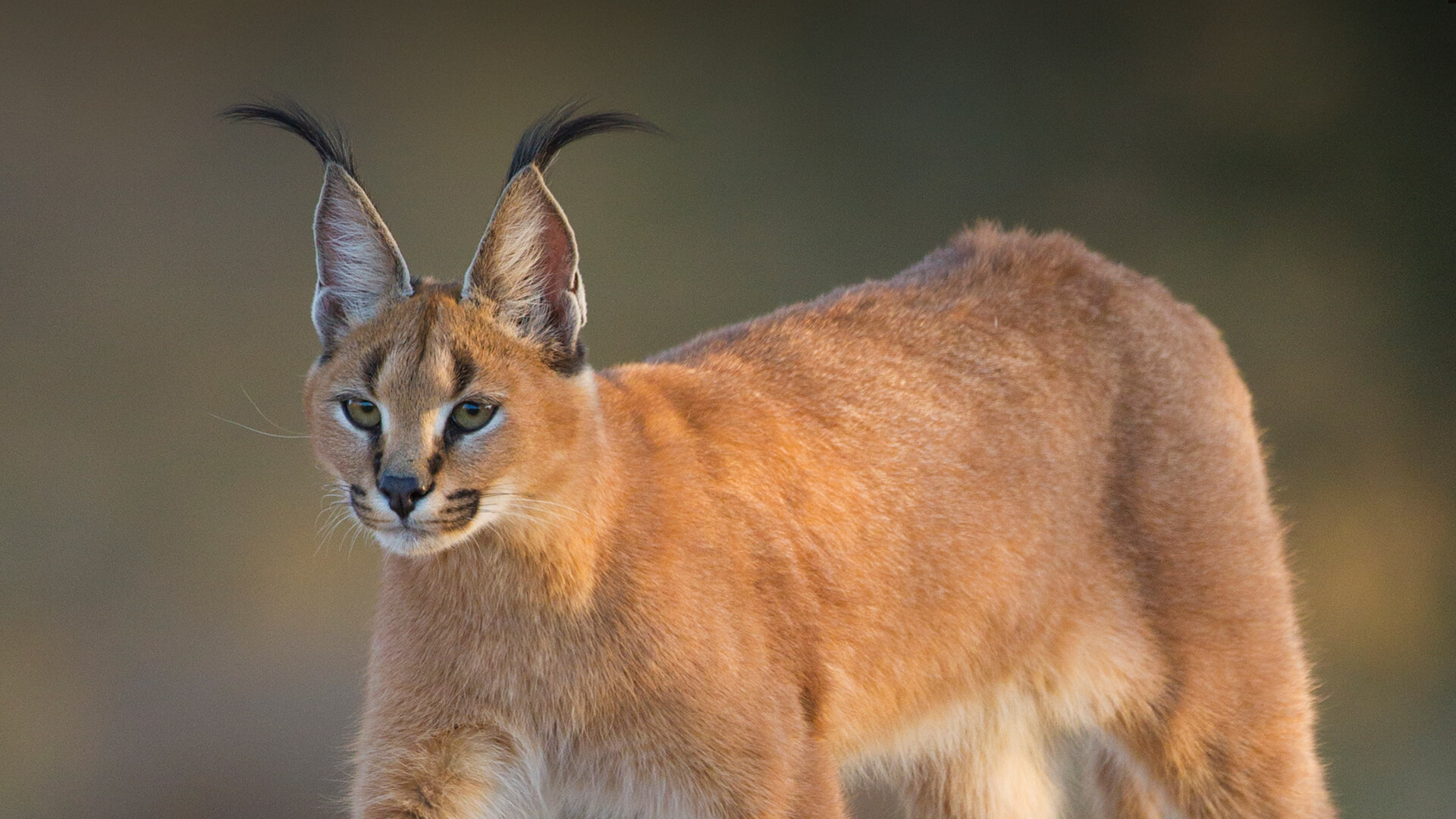 caracal