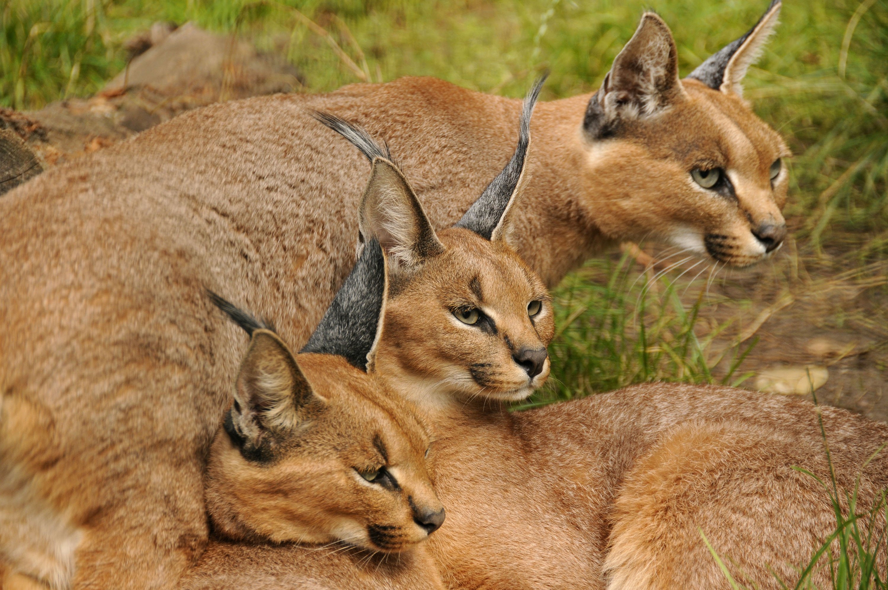 caracal