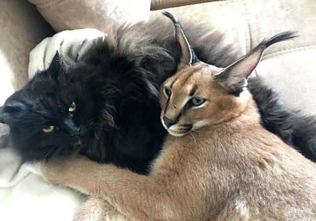 caracal